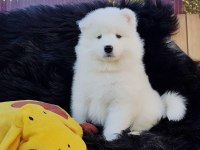 PAMUK GİBİ SAMOYED YAVRULARI