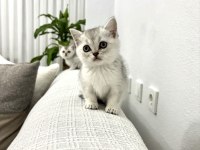 3 Adet British Shorthair