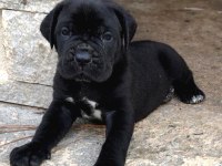 2 Aylık Canavar Cane Corso Yavrularım