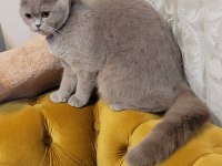 KEDİMİZ ŞEKER İÇİN ÖMÜRLÜK YUVA ARIYORUZ