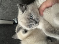 Blue Point British Shorthair Bebekler