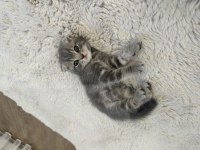 2 aylık yavru scottish fold erkek