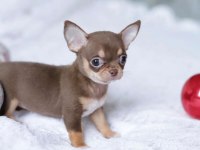 Veteriner Kontrollü Pasaportlu Chihuahua Bebekler