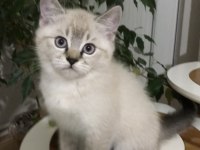 Sevimli Ve Oyuncu Scottish Fold Blue Point Erkek 2.5 Aylık