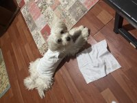 Yeni Malta Terrier Yavrularımız