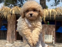 Maltipoo yavrularımız