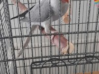 Evcil Mutasyon Pakistan Papağanı