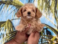 Minyatür Maltipoo bebekler
