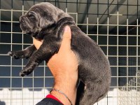 A KALİTE CANE CORSO YAVRULARIMIZ REZERVE AÇILMIŞTIR