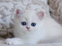 PAMUK GİBİ SİLVER BRİTİSH SHORTHAİR