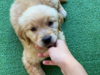 Dünya tatlısı Golden retriever yavrularım