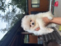 Çiftlikten Kore Pomeranian Yavruları