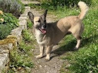 ÜCRETSİZ SAHİPLENDİRME KÖPEĞİMİZ