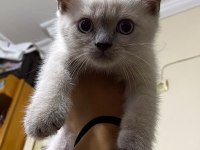 British shorthair