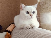 British shorthair prenses