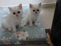 British Longhair 3 aylık dişi