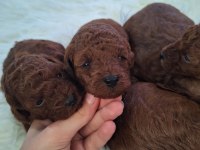 Toy poodle yavrularımız yeni yuvasını arıyor