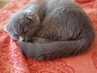 scottish fold
