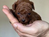 Kore kanı dark brown toy poodle