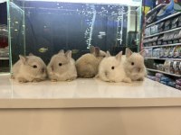 CÜCE TAVŞAN YAVRULARI CİTYPETSHOP