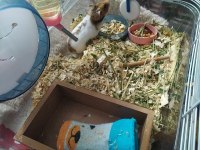 5 aylık erkek hamster