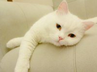 Ücretsiz olarak verilecek british shorthair kedilerim