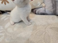 British shorthair bebekler yeni yuvalarını arıyor