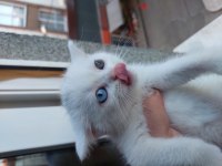 British shorthair kedimize yuva arıyoruz