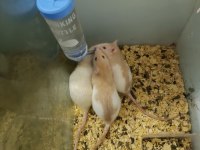 RAT VE LAB FARESİ