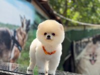 Ayıcık Surat Pomeranian