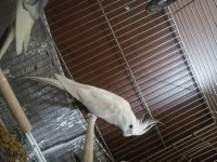 Erkek albino sultan papağanı