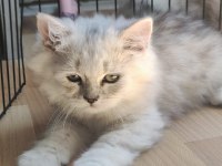 Çok akıllı uslu british longhair yavrularımız