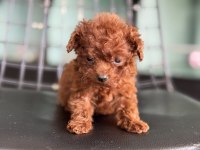 Çok özel redbrown kore tea cup poodle yavrular
