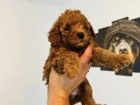 Dark Red Brown Toy Poodle Kızımız