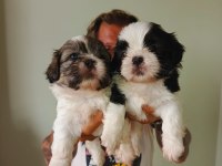 Kaliteli anneden kaliteli shih tzu yavrular