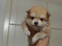 ORİGİNAL POMERANİANLAR