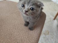 2 Aylık Oyuncu Ve Sağlıklı Scottish Fold