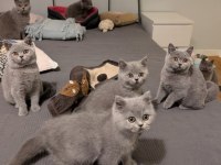 British shorthair blue bebekler