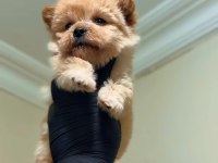 Sevgiliden sevgiliye pomeranian boo