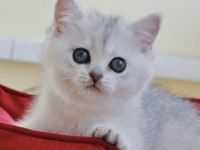 Oyuncu Kedimiz NS24 British Shorthair 