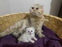 Show Kalite Safkan Scottish Fold Kedim