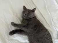 Ücretsiz sahiplendirme dişi british shorthair