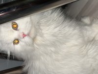 9 aylık scottish fold kedimiz casper yeni yuvasını arıyor