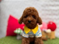 Orjinal Toy Poodle yavrumuz 