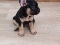 FRENCH BULLDOG 2 ERKEK