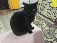 Irk Standartlarında British Shorthair