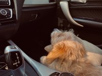oyunsever hareketli yavru maltipoo