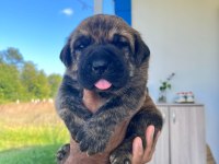 Özel Renklere Sahip Cane Corso Yavrular