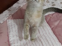 British Shorthair güzel kızımız