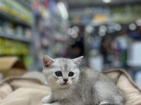 Bristh Silver Kedimiz